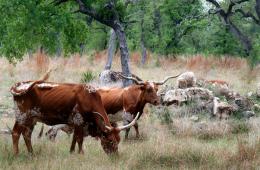 Grazing Wild Longhorn